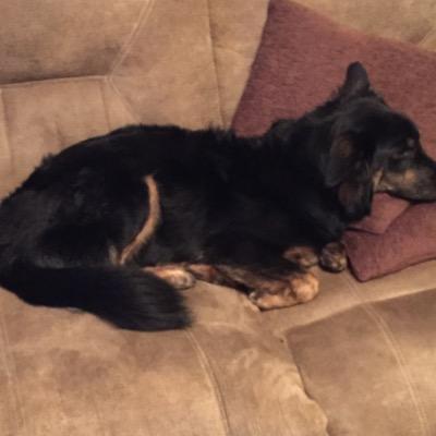 WuffieW's profile picture. Hi I am a dog.