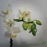 Runa Tgi Friday (@rumanaton) 's Twitter Profile