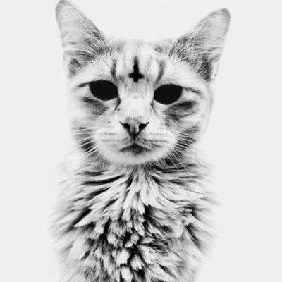 faezderbs's profile picture. 420 swag yenno @Naive_Derby close to .1k followerss 333