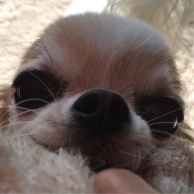 循環する生活、暮らしを模索していきます チワワ16才8ヶ月で🌈 文鳥モカ3才で🌈の橋に。カメ、めだか、金魚、ミジンコを飼育中、 というか、生活サイクルの一つとして一緒に暮らしています(*^_^*) セキセイインコそらは4歳で🌈ADHD診断有りです。 人生で 最後犬 アメリカンコッカースパニエルをお迎えしました。