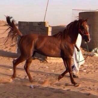 ‏مالك الهديب