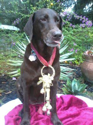 Animal lover,wife. Dog trainer. I am not Republican, nor Democrat and not in the middle! I am ME and believe in whats fair.