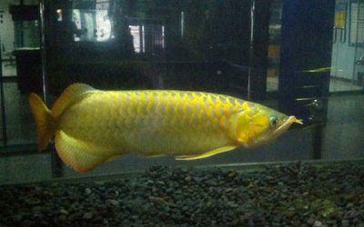 edimch46's profile picture. 