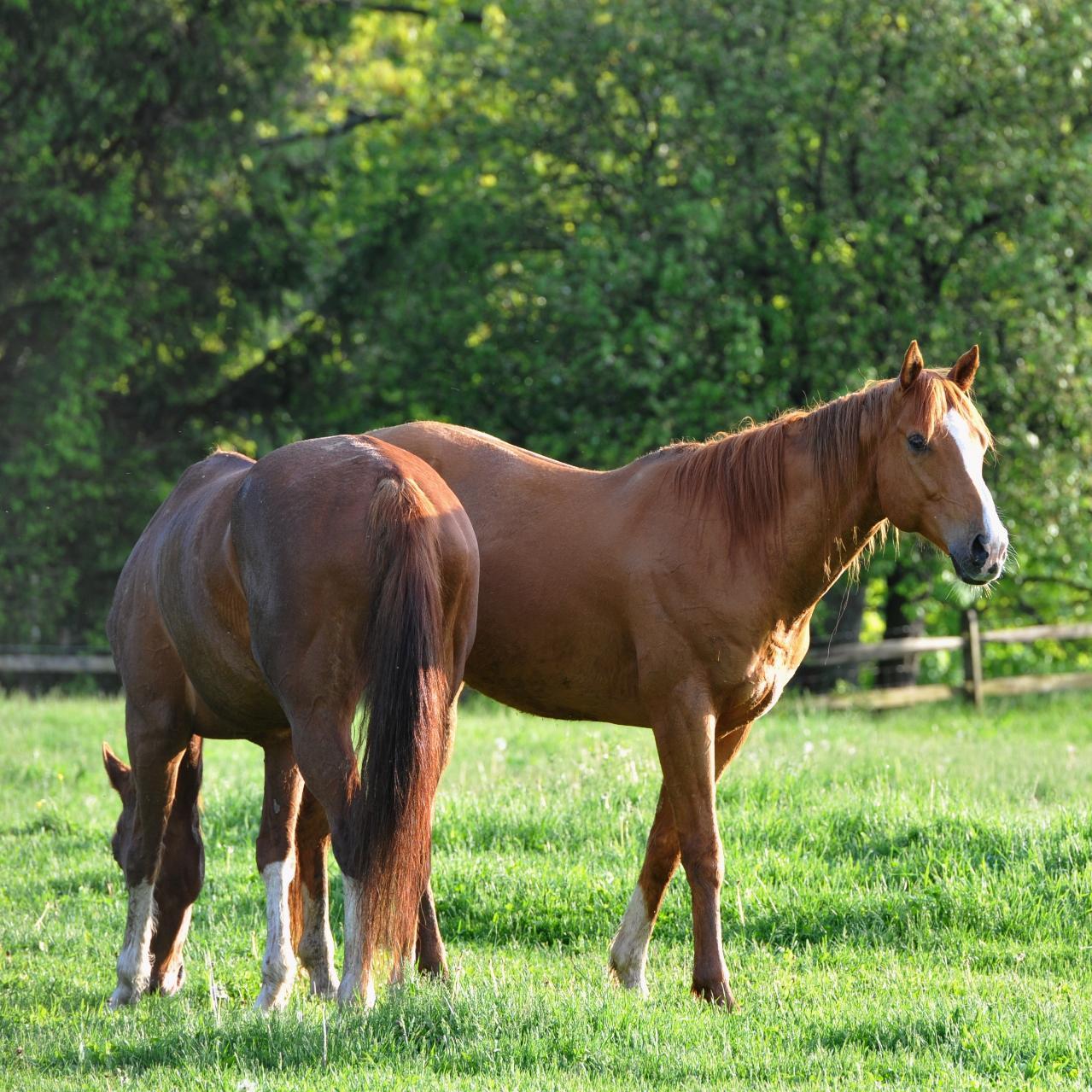 Gently Retraining Off Track Thoroughbreds-Providing Veterans and their families,  Women, Teens Experiential Learning with Horses.  healing souls mending hearts