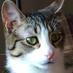 katinblue (@jkrabbt) Twitter profile photo
