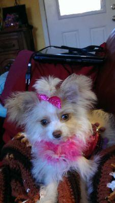 Cricketbug01's profile picture. I am a 4 month mini long haired chihuahua just learning my place in a big old world! I do know my fursisers are bossy!!!