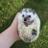 hedgiewinston's profile image