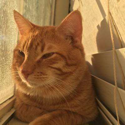 RitzyDr's profile picture. Follow me on my adventure through my eyes and see how my life is as a Amazing Cat