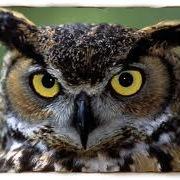 Physician, Author, Philosopher, and lover of owls.