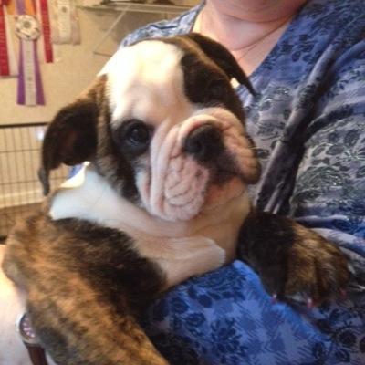 Hi pals! Let's be friends. I'm the newest bulldog on Twitter
