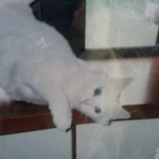 runon333's profile image