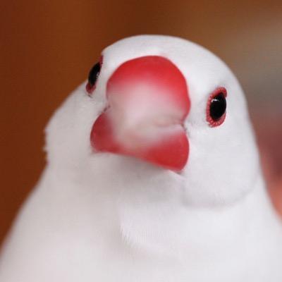 つぼ巣・しさちさんのプロフィール画像