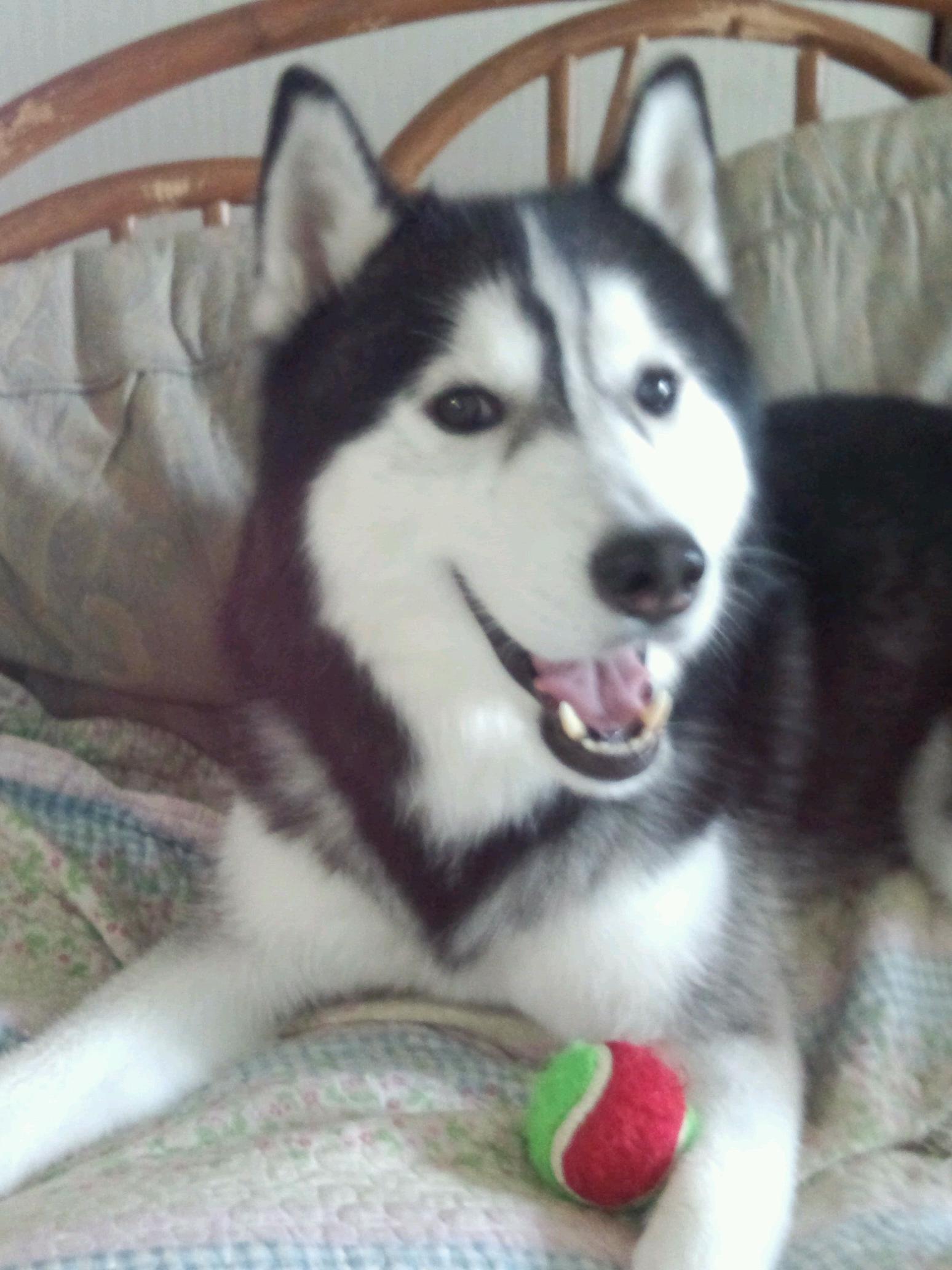 orangemichael's profile picture. 