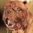 hooch_pooch's profile image