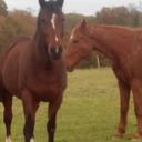 Ginger Le Bournot - @ginger89320 - Twitter