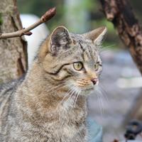 Wildfreigehege (@klausausweiden) Twitter profile photo