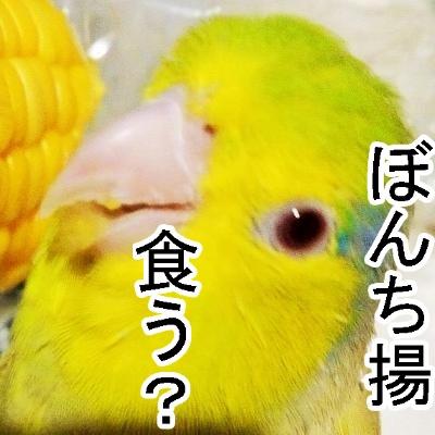 腐女子 文字書き 二次創作をしてます。成人済み BLGLNLなんでもOK ワートリの迅受け(風迅、太刀迅、嵐迅)米三輪、遊修、サイバーフォーミュラの加賀ハヤ BLゲームはラキド Fateは士桜 インコ飼い