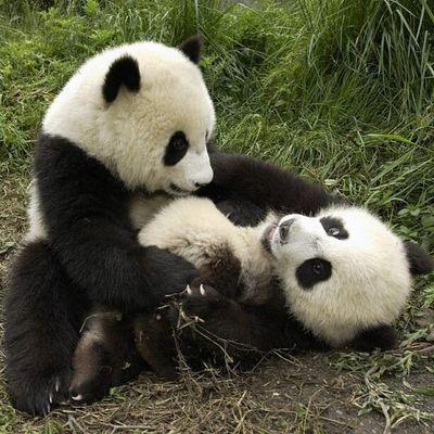 havfanarisss's profile picture. .........