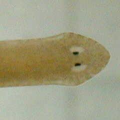 ankou3300's profile picture. 