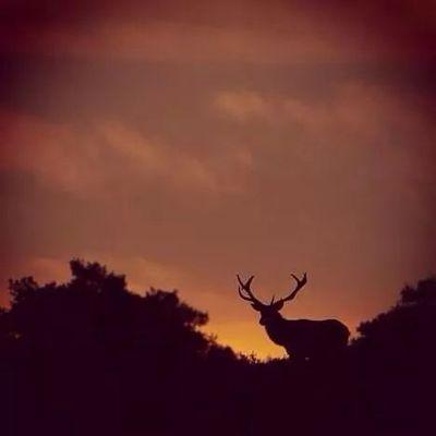 JCazadores's profile picture. 