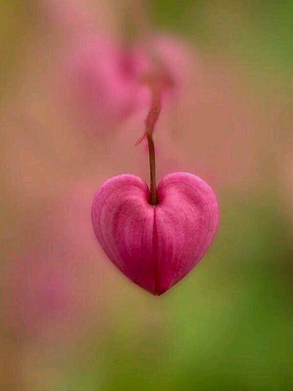 BirdAngel86's profile picture. I love ladies