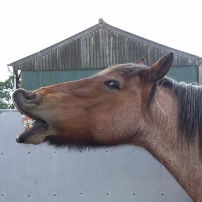 Equine behavourist, designer and freelance writer.