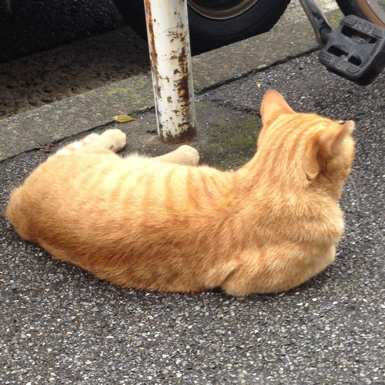 from 4 uterus/igirisu/Bye-Bye Pet. モッズ系猫背類。自称プロマヨラー。菓子パン好きのグーフィースタンスでございます。