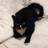 oliver_blackcat's profile image