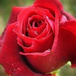 ‏اللهم افتح لي ابواب رحمتك وارزقني من حيث لا احتسب اللهم نور لي دربي واغفر لي ذنبي وحقق لي ما يكون خير لي يارب العالمين ..