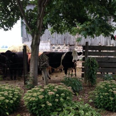 Food animal veterinarian and cow calf producer in SW Ontario.