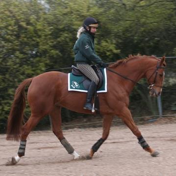 New charity providing rehab & retraining after injury for ex-racehorses to enable rehoming. Primarily working with trainers but all enquiries welcome.