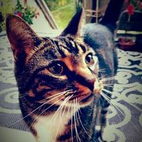 Ansonian (@answeese) 's Twitter Profile