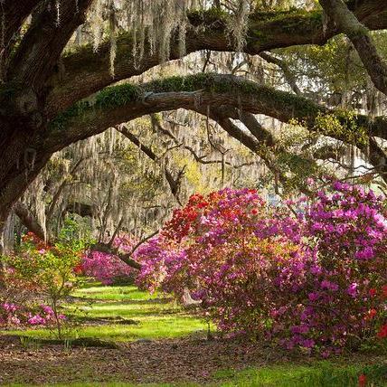 Magnolia was founded in 1676 and has since been selected as one of America's Most Beautiful Gardens.  Come experience this rich history and natural beauty!