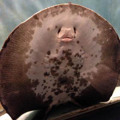 yurikofeeling's profile picture. ラーメンズ,エレキコミック，ザ・ギースが大好きです。2012年ハッキ,2013ワンエンツー,2014 3号車フォッカッシャ、2015やついツーリスト最新エクササイズ、2015片ガール加入，2015ヨガフレイムゆりこ、2016富士登山3776を登ろう ダンサーインザカヤック 、四股名 背中勃ち龍、2016ゆりこさん