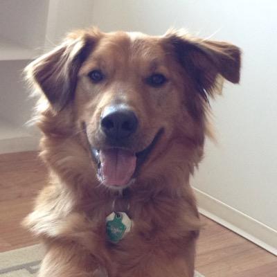 TheOaksDog's profile picture. Majoring in sleeping in, playing tug, and licking.