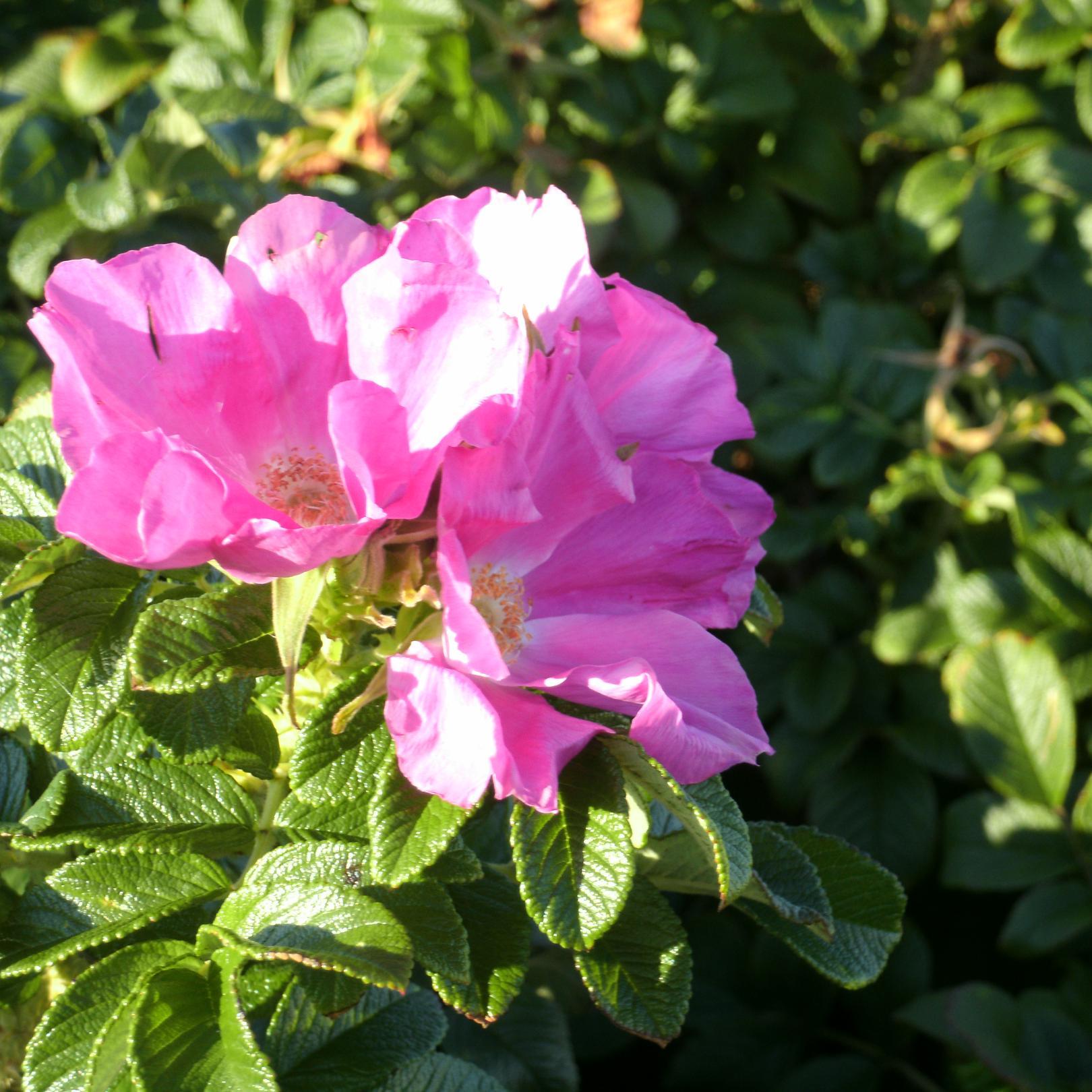 AuthorPennyM's profile picture. Writer of Mystery and short features, favorite things: pets, nature, mid-twentieth century style and culture, history and genealogy, New England travel