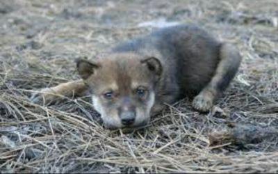 My name is Toodoh and I'm a Little wolf puppy. ||RP||Pup||Male||Mommy; @sunnythewolfpup||