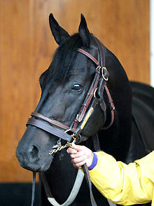 Stallion Information from Werk Thoroughbred Consultants, Inc. An independent company. Wichita, Kansas. https://t.co/mQaUkkbDg0
