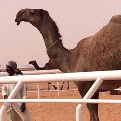 الحساب بادارة / شافي النفيعي 

لعرض الحلال في الحساب الرجاء التواصل واتساب 

0550168062