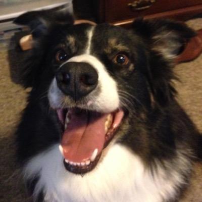 ilovethechiefs's profile picture. 