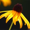 Eliza Phillips  - @Elizaphillips24 - Twitter