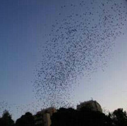 Joxerra9's profile picture. Euskalduna naiz ta harro nago.ORDIZIA ,MENDAZA