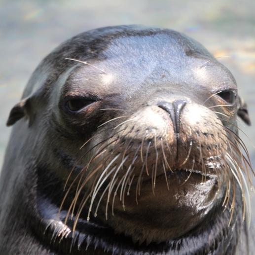 I'm a sea lion. I like to re-tweet the creative works of my human friends.