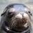 SmokeyEyedSeaLion
