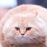 Kugelkatze's profile picture. Yo