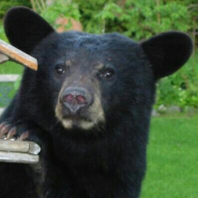 C.O. (retired)
Loves Nature and Yorkies
Anti Republican, Anti Freedumb Convoy.
Believes in Science
