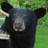 kismek61's profile image