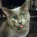 Keller Cat - @Keller_the_cat - Twitter