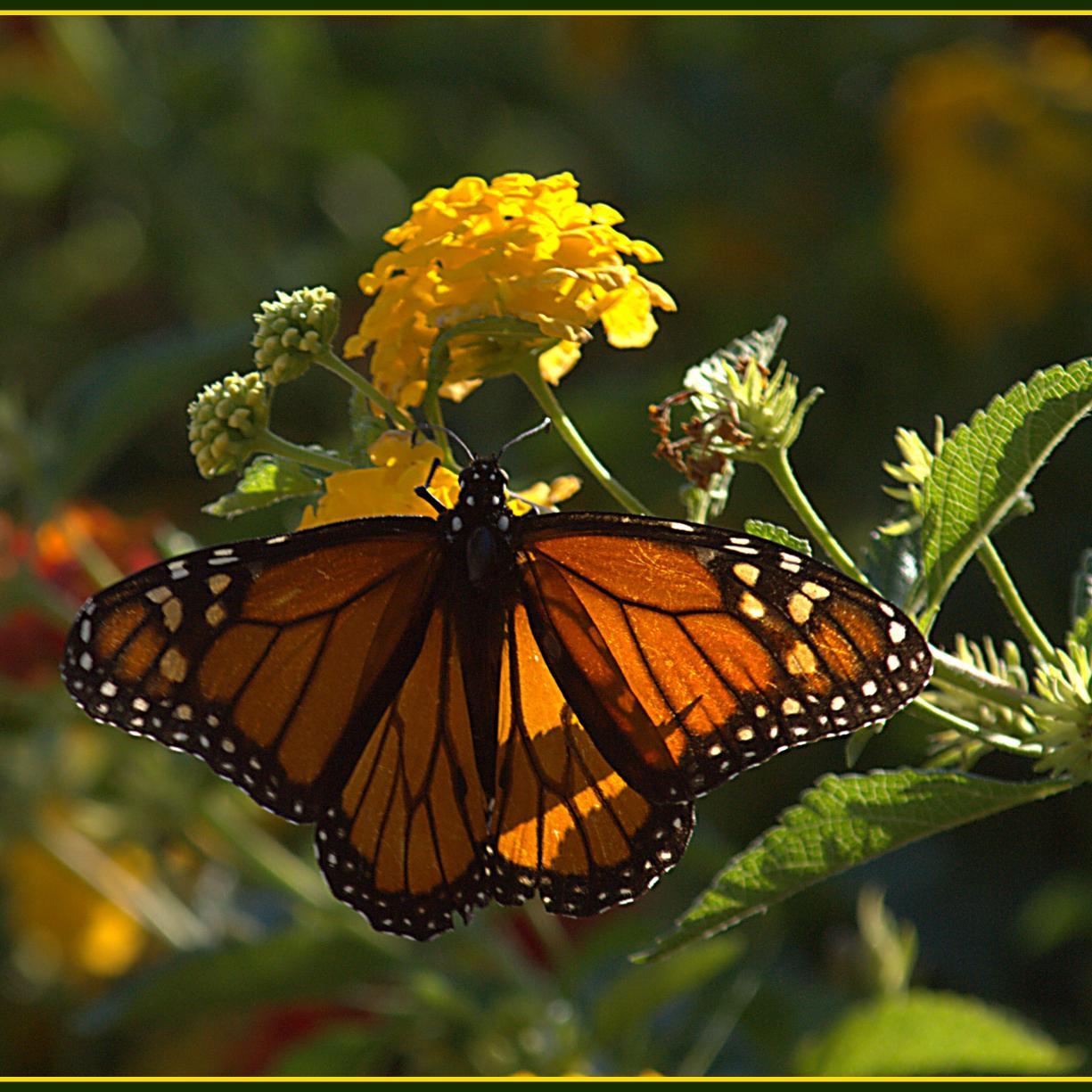 Uly_Kan's profile picture. If people concentrated on the really important things in life there'd be a shortage of fishing poles.