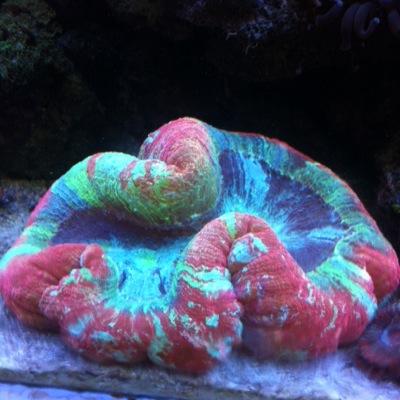 follow for the best coral of all time